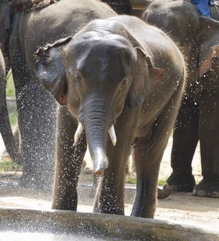 Young Elephant having fun in the water. Elephant of Asia. Animals. Wildlife.