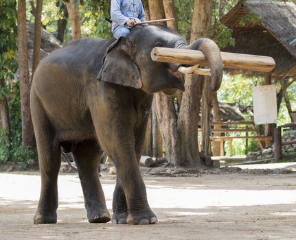 Image of a elephants lift up timber on nature background in thailand.