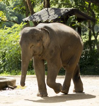 Image of a elephant on nature background in thailand.