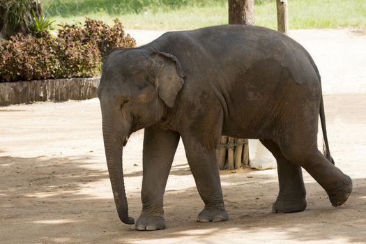 Image of a elephant on nature background in thailand.