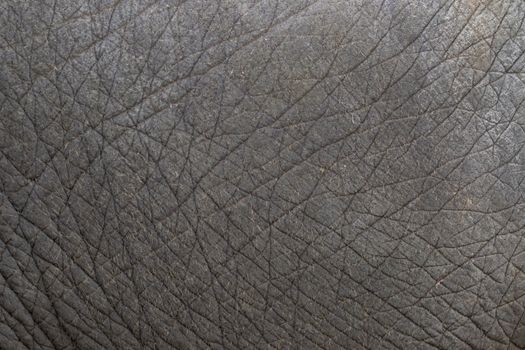 close-up of elephant skin texture abstract background.