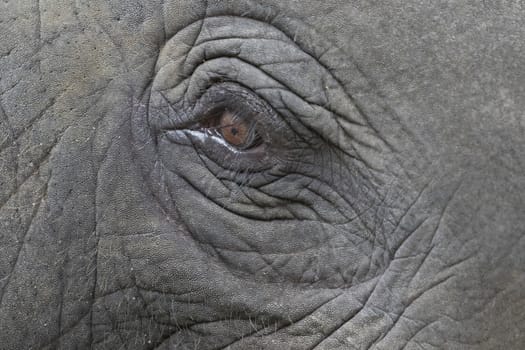 Close-up of an asian elephant's eye and face in thailand.