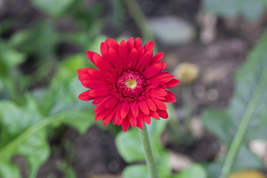 Red gerbera flowers on nature background.