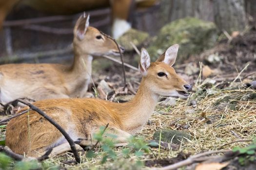 Image of young sambar deer relax on the ground.