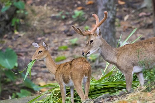 Image of a sambar deer munching grass in the forest.