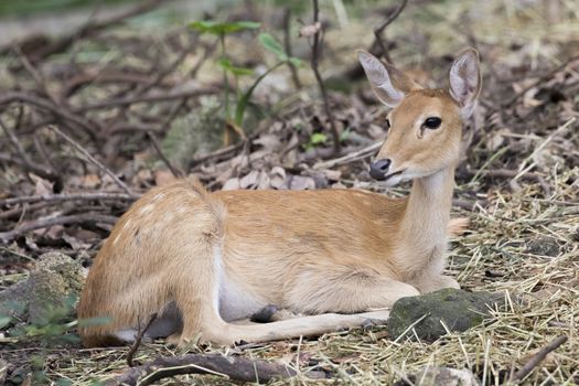 Image of young sambar deer relax on the ground.