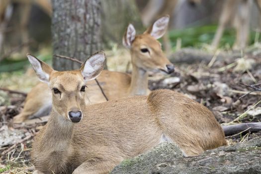 Image of two young sambar deer relax on the ground.