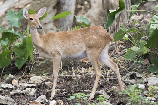 Image of young sambar deer on nature background.