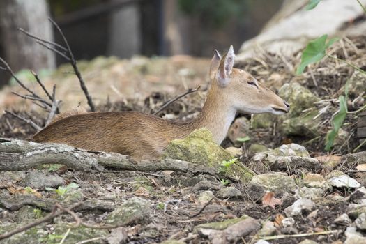 Image of young sambar deer relax on the ground.