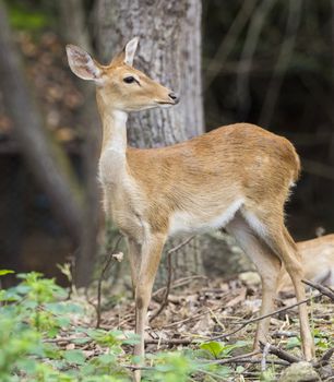 Image of young sambar deer on nature background.