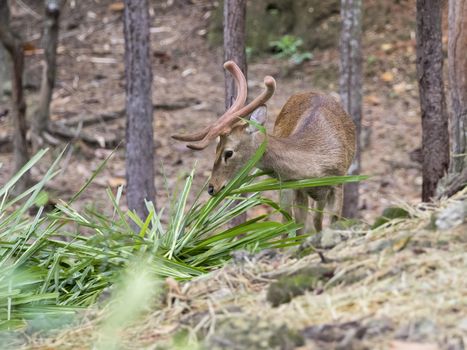 Image of a sambar deer munching grass in the forest.