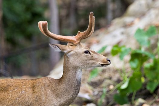 Image of young sambar deer on nature background.