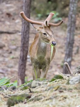 Image of young sambar deer on nature background.