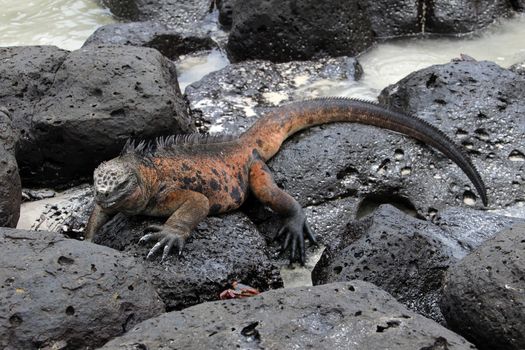 A Galapagos Marine Iguana resting on lava rocks, amblyrhynchus cristatus