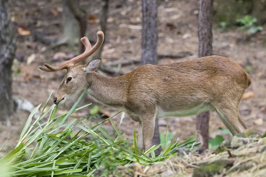 Image of a sambar deer munching grass in the forest.