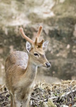 Image of young sambar deer on nature background.