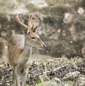 Image of young sambar deer on nature background.