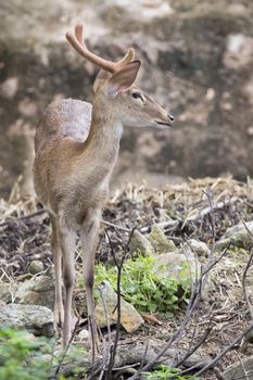 Image of young sambar deer on nature background.