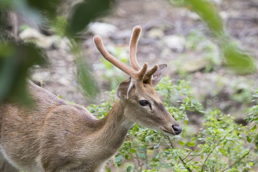 Image of young sambar deer on nature background.