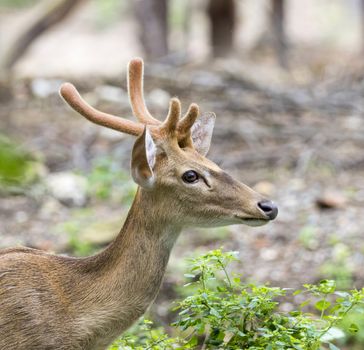 Image of young sambar deer on nature background.