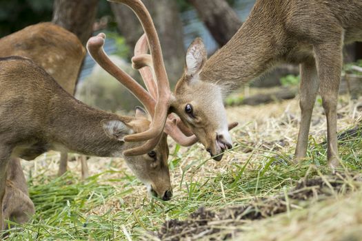 Image of young sambar deer on nature background.