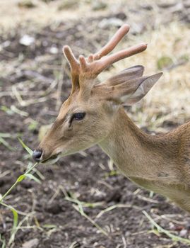 Image of young sambar deer on nature background.