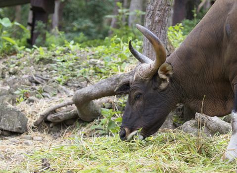 Image of a brown bull on nature background.