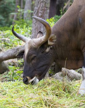 Image of a brown bull on nature background.