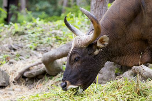 Image of a brown bull on nature background.