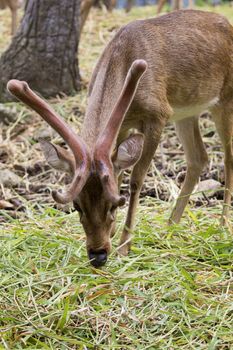 Image of a sambar deer munching grass in the forest.