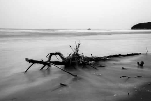 Branches along the pristine beaches and dirty/black and white