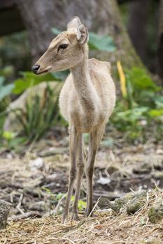 Image of young sambar deer on nature background.