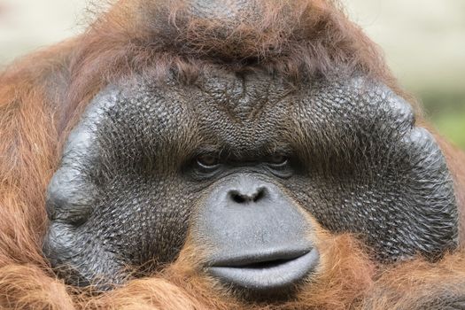 Image of a big male orangutan orange monkey.