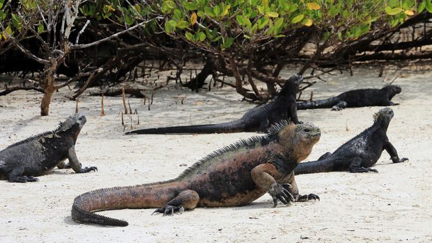 A Galapagos Marine Iguanas at the beach, amblyrhynchus cristatus