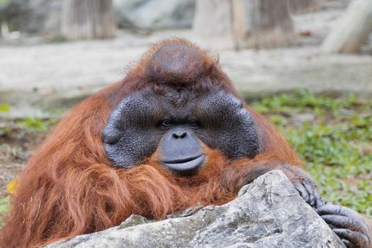 Image of a big male orangutan orange monkey.