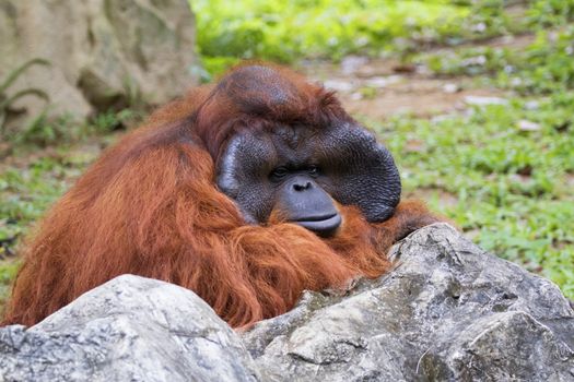 Image of a big male orangutan orange monkey.