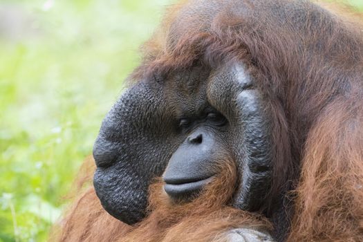 Image of a big male orangutan orange monkey.