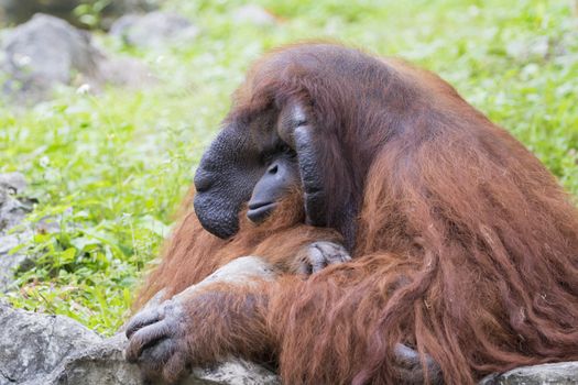 Image of a big male orangutan orange monkey.