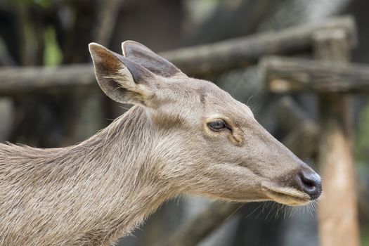 Image of a head deer on nature background.