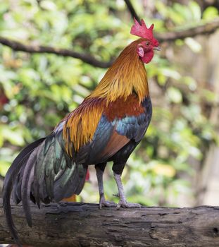 Image of a cock on nature background