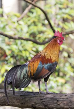 Image of a cock on nature background