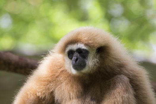 Image of a gibbon on nature background.