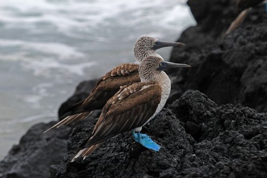 Blue footed booby, sula nebouxii, Galapagos Ecuador