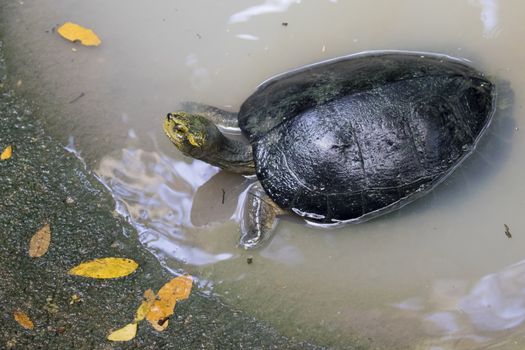 Image of an eastern chicken turtle in pond. Cute baby turtles.