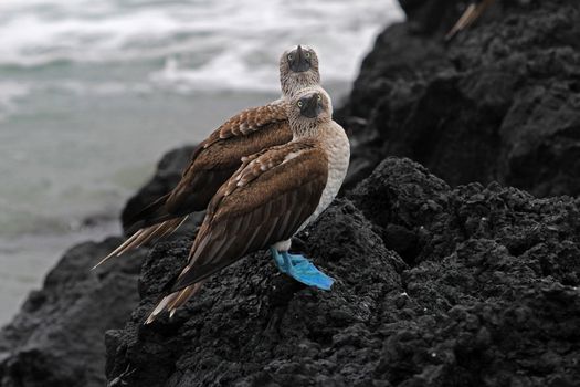 Blue footed booby, sula nebouxii, Galapagos Ecuador