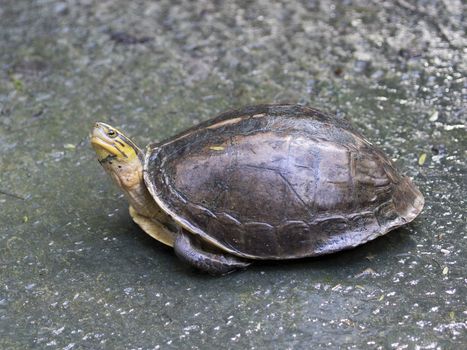 Image of an eastern chicken turtle in thailand