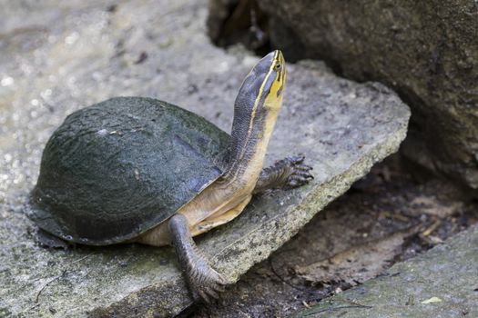 Image of an eastern chicken turtle in thailand