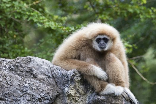 Image of a gibbon sitting on rocks