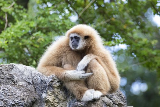 Image of a gibbon sitting on rocks