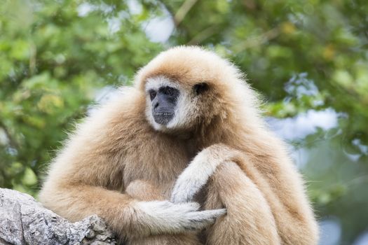 Image of a gibbon sitting on rocks